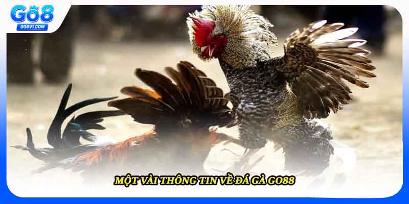 Một vài thông tin về đá gà Go8