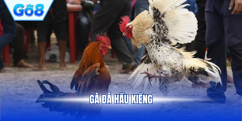 gà đá hầu kiềng